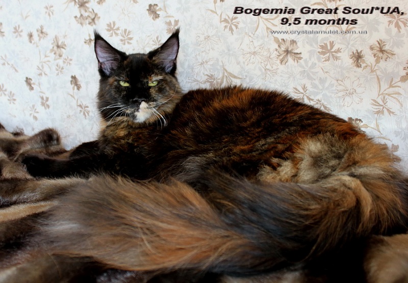 Great Soul Bogemia - Junior maine-coon 9 months 1.5 week