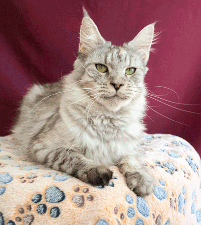 Chantale My Crystal Amulet - maine-coon