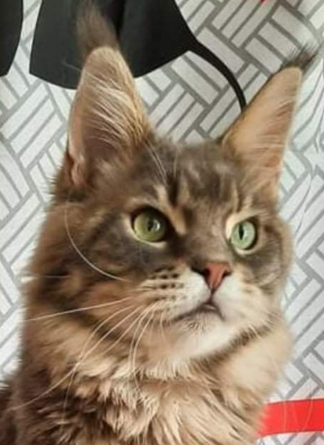 Gatto Fantastico Xavier - maine-coon