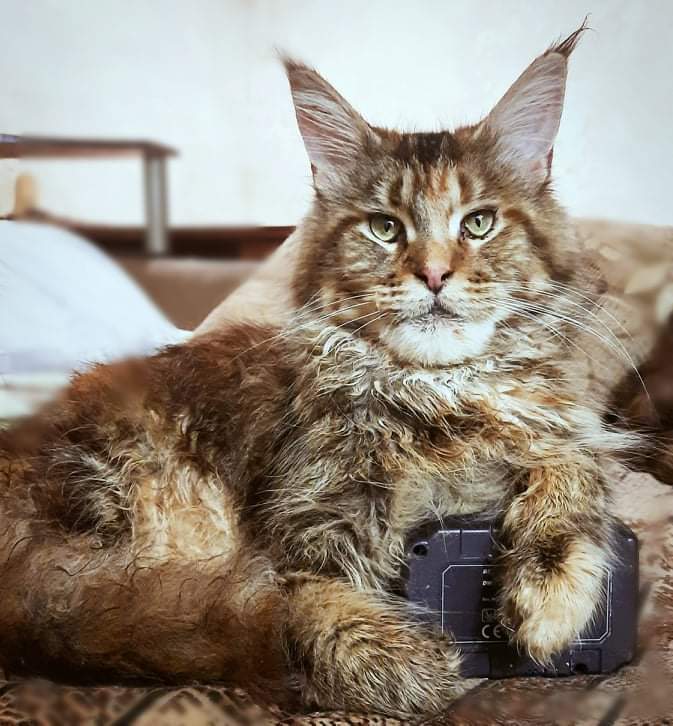 Gatto Fantastico Rivelina - maine-coon