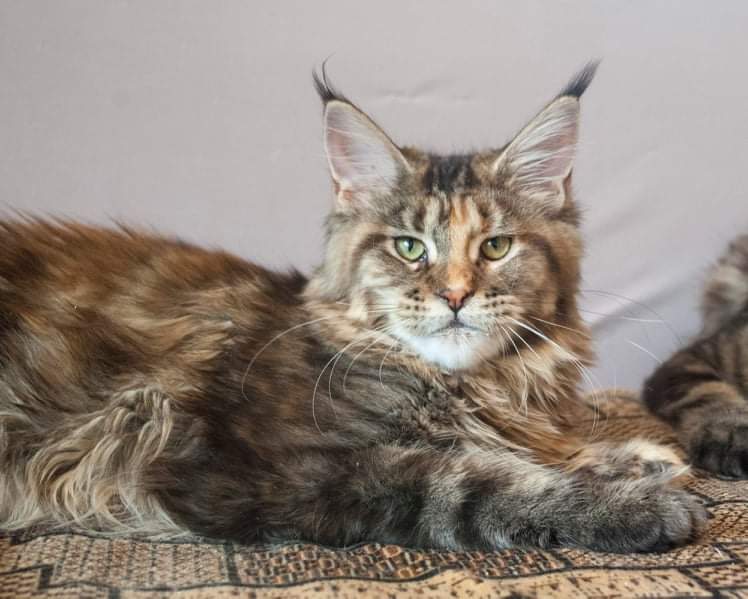 Gatto Fantastico Rivelina - maine-coon