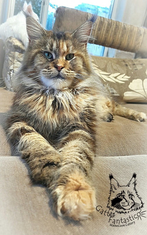 Gatto Fantastico Rivelina - Adult maine-coon 2.5 years 1.5 week