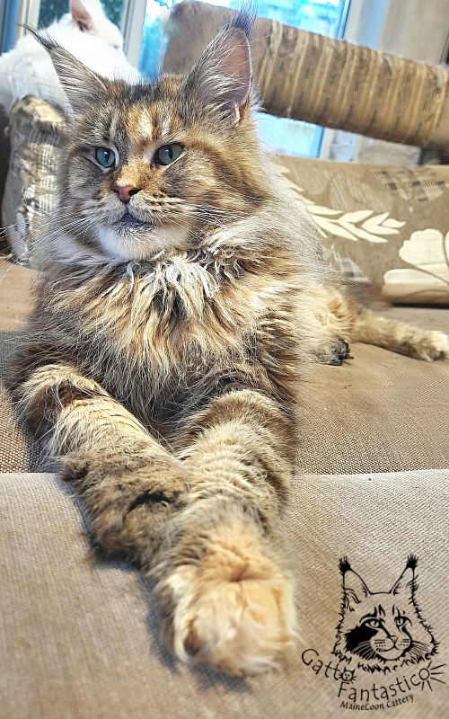 Gatto Fantastico Rivelina - Adult maine-coon 2.5 years 1.5 week