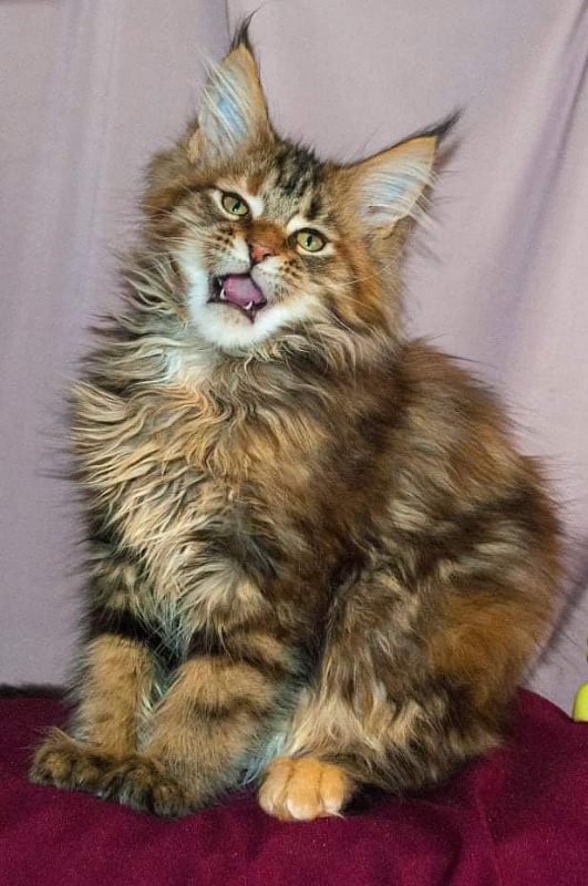 Gatto Fantastico Rivelina - maine-coon