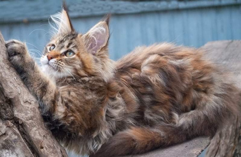 Gatto Fantastico Rivelina - maine-coon