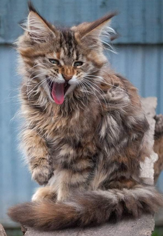 Gatto Fantastico Rivelina - maine-coon