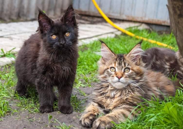 Gatto Fantastico Rivelina - maine-coon