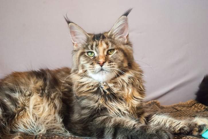 Gatto Fantastico Rivelina - maine-coon