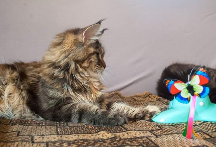 Gatto Fantastico Rivelina - maine-coon