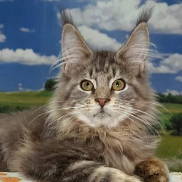 Gatto Fantastico Jerico