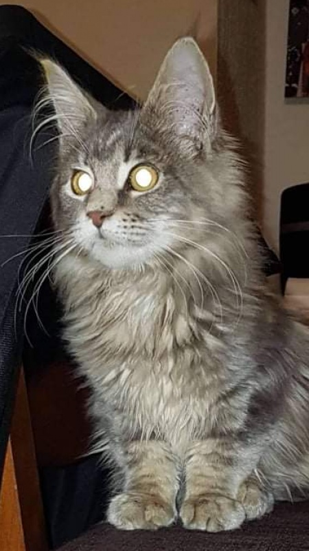 Gatto Fantastico Julliette - maine-coon