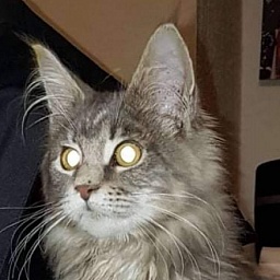 Gatto Fantastico Julliette