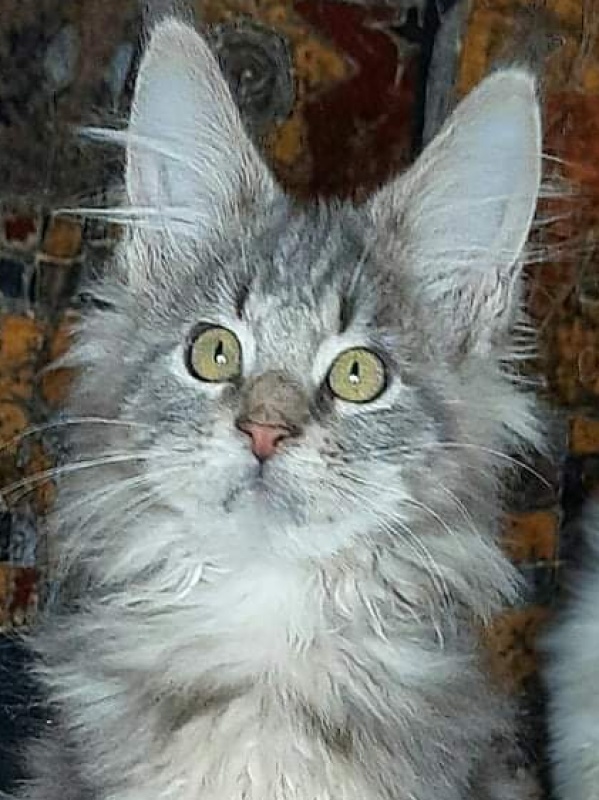 Gatto Fantastico Joe-Motte - maine-coon