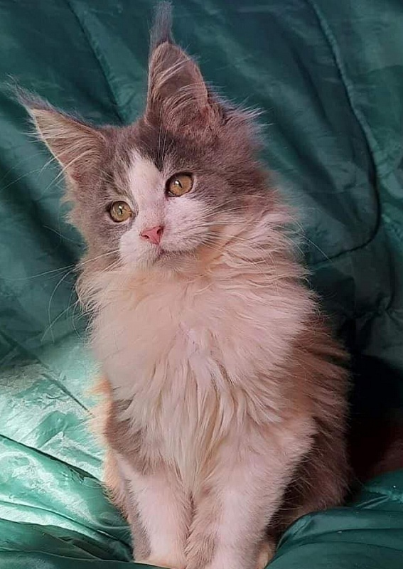 Gatto Fantastico Jasmine - maine-coon