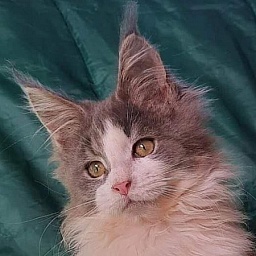 Gatto Fantastico Jasmine