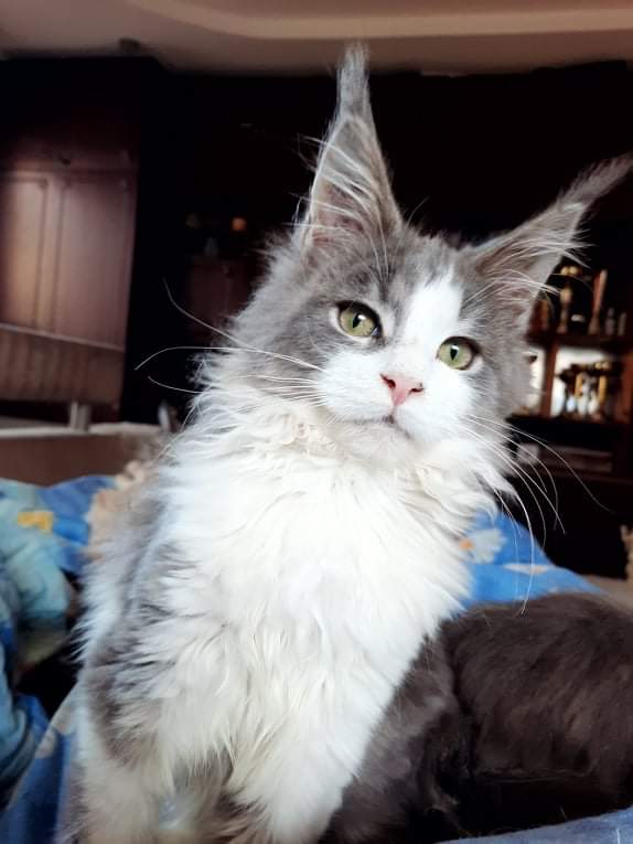 Gatto Fantastico Jasmine - maine-coon