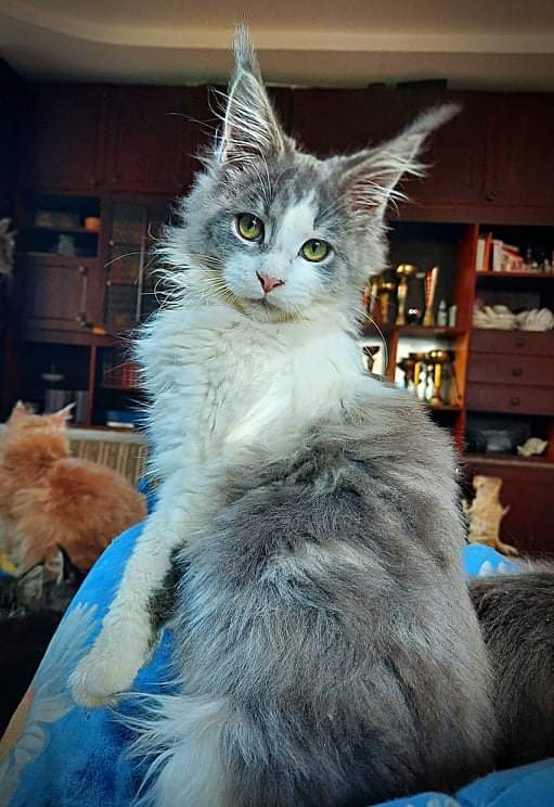 Gatto Fantastico Jasmine - maine-coon