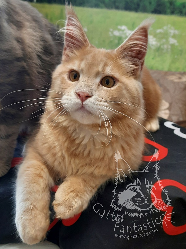 Gatto Fantastico Joy - maine-coon