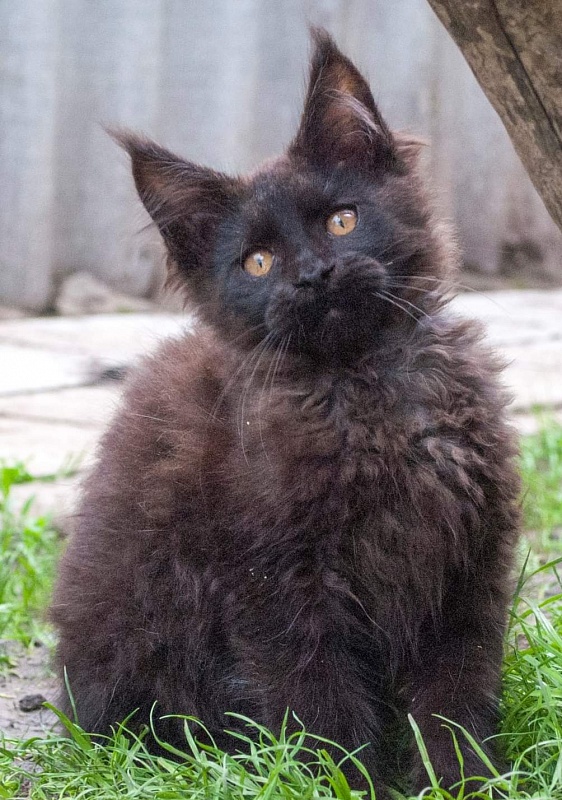 Gatto Fantastico Shakira - maine-coon