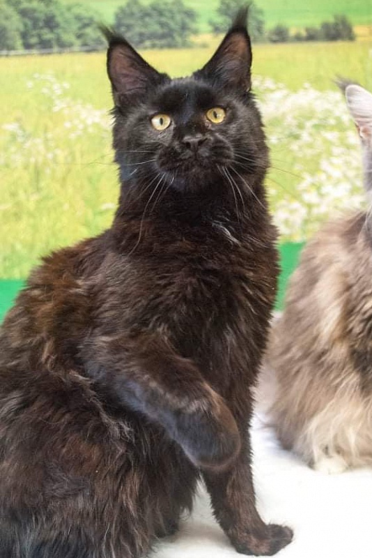 Gatto Fantastico Shakira - maine-coon