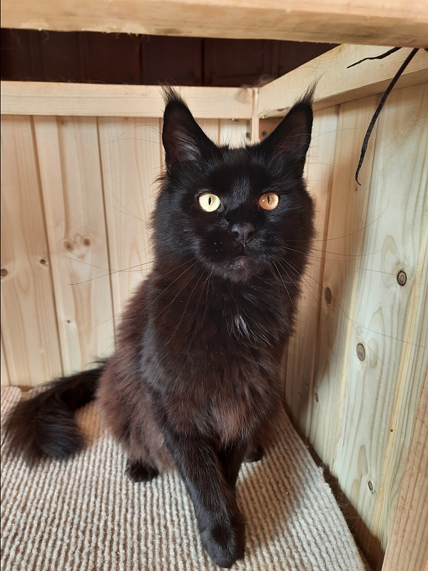 Gatto Fantastico Shakira - Adult maine-coon 2 years 2 months 1 week