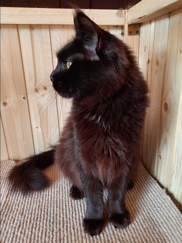 Gatto Fantastico Shakira - Adult maine-coon 2 years 2 months 1 week
