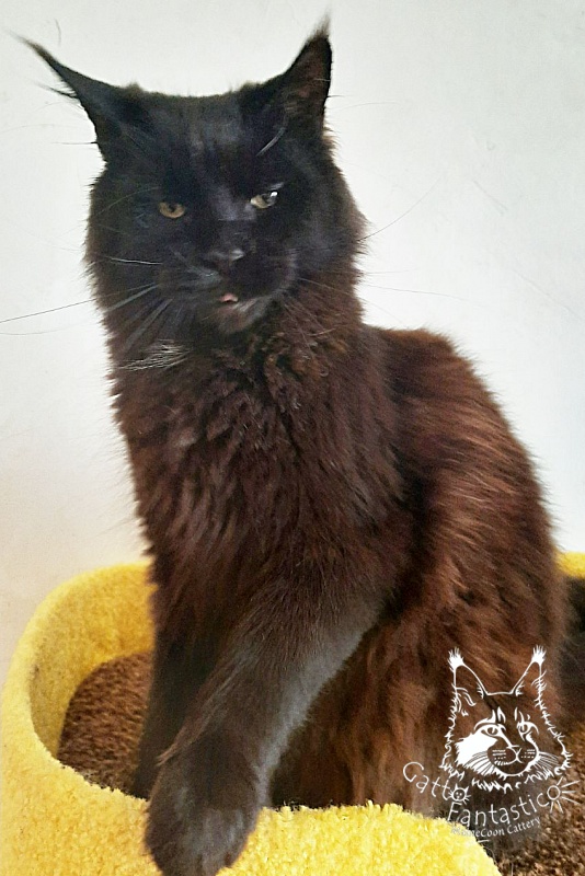 Gatto Fantastico Shakira - maine-coon