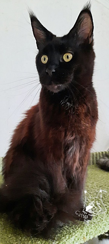 Gatto Fantastico Shakira - Adult maine-coon 2 years 10 months 1 week