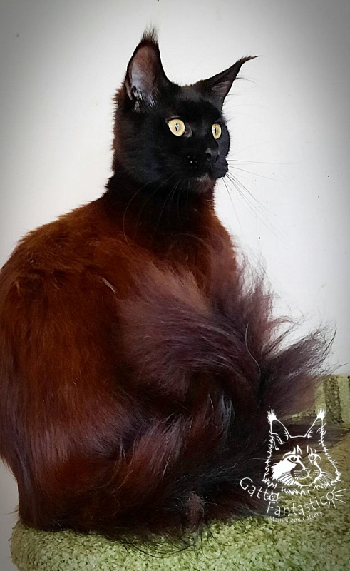 Gatto Fantastico Shakira - Adult maine-coon 2 years 10 months 1 week