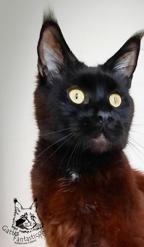 Gatto Fantastico Shakira - Adult maine-coon 2 years 10 months 1 week