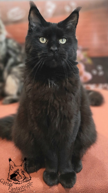 Gatto Fantastico Shakira - Adult maine-coon 4 years 2.5 weeks