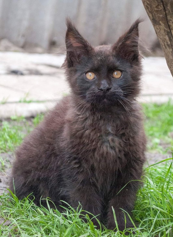 Gatto Fantastico Shakira - maine-coon