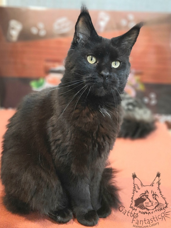 Gatto Fantastico Shakira - Adult maine-coon 4 years 2.5 weeks