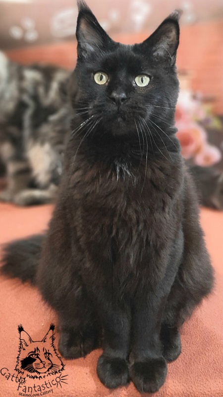 Gatto Fantastico Shakira - Adult maine-coon 4 years 2.5 weeks