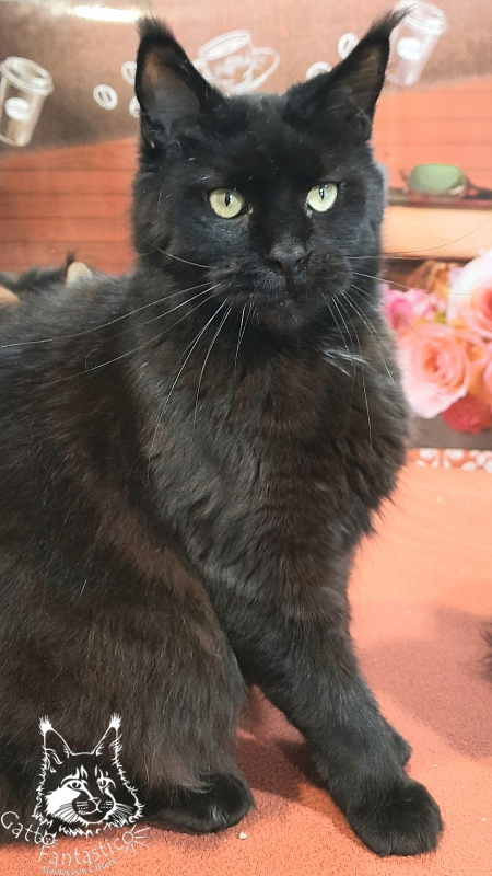 Gatto Fantastico Shakira - Adult maine-coon 4 years 2.5 weeks
