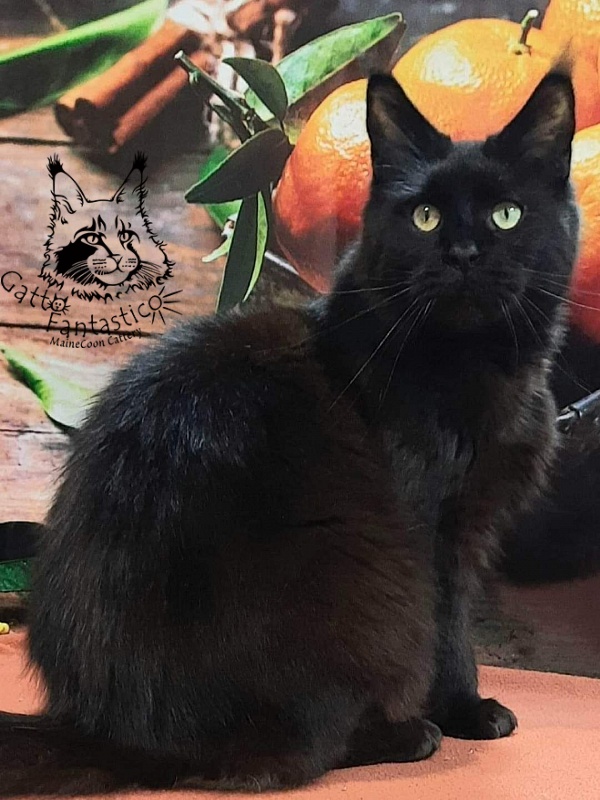 Gatto Fantastico Shakira - Adult maine-coon 4 years 4 weeks