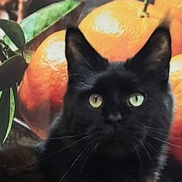 Gatto Fantastico Shakira