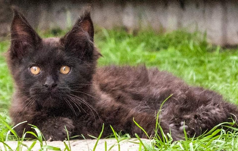 Gatto Fantastico Shakira - maine-coon