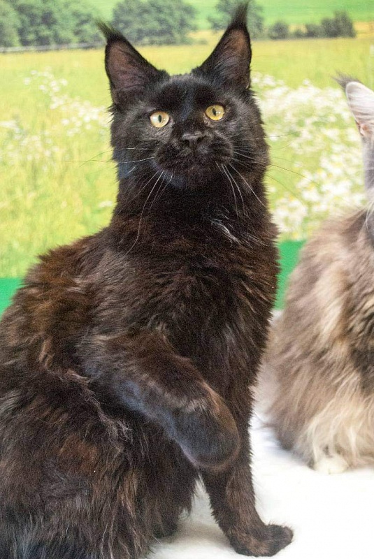 Gatto Fantastico Shakira - maine-coon