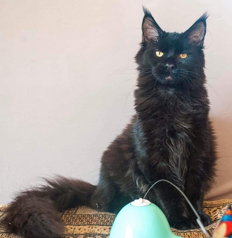 Gatto Fantastico Shakira - maine-coon