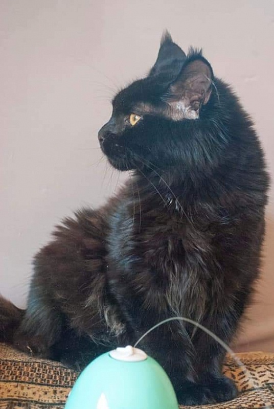 Gatto Fantastico Shakira - maine-coon