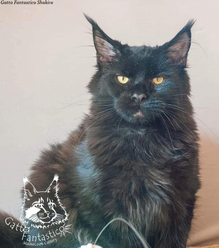 Gatto Fantastico Shakira - maine-coon