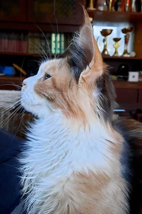 Gatto Fantastico Zlata - maine-coon