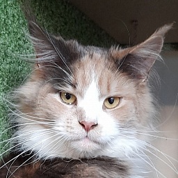 Gatto Fantastico Zlata