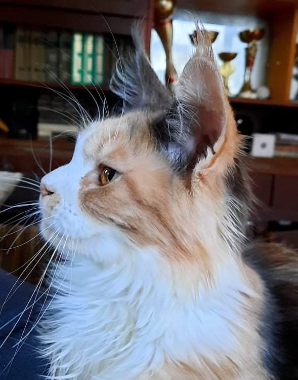 Gatto Fantastico Zlata - maine-coon