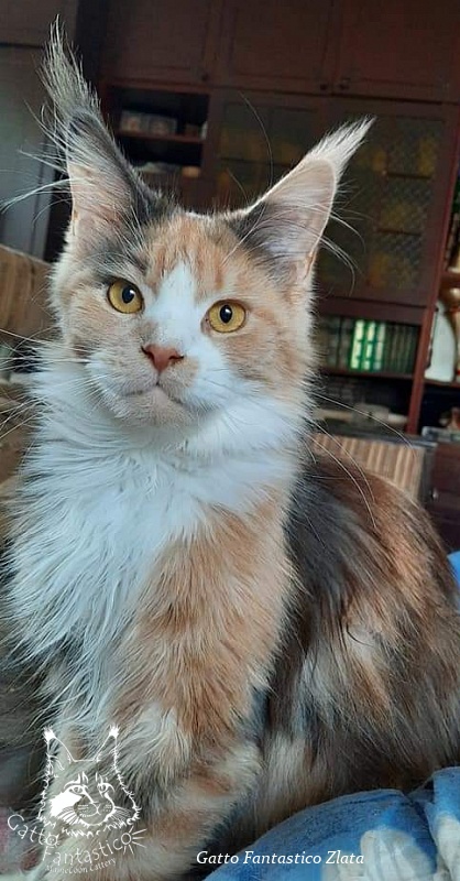 Gatto Fantastico Zlata - maine-coon