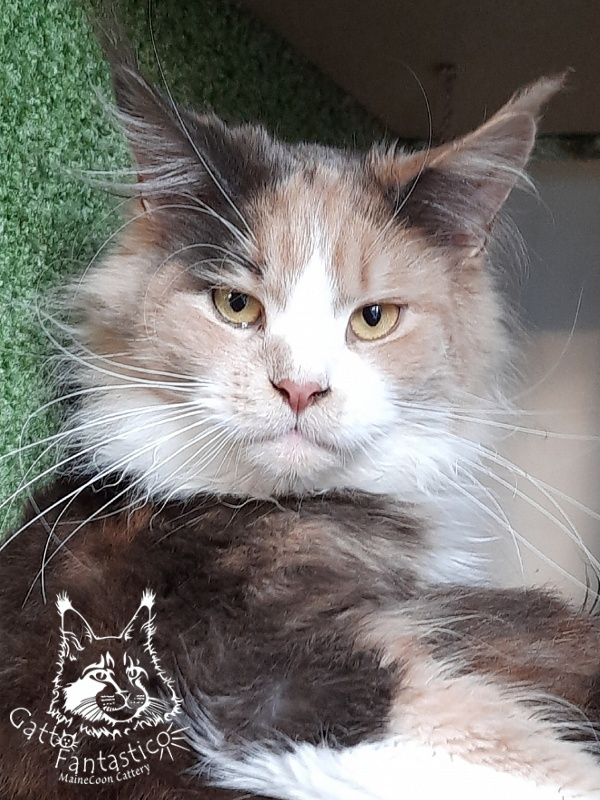 Gatto Fantastico Zlata - Adult maine-coon 1 year 5 months 1 week