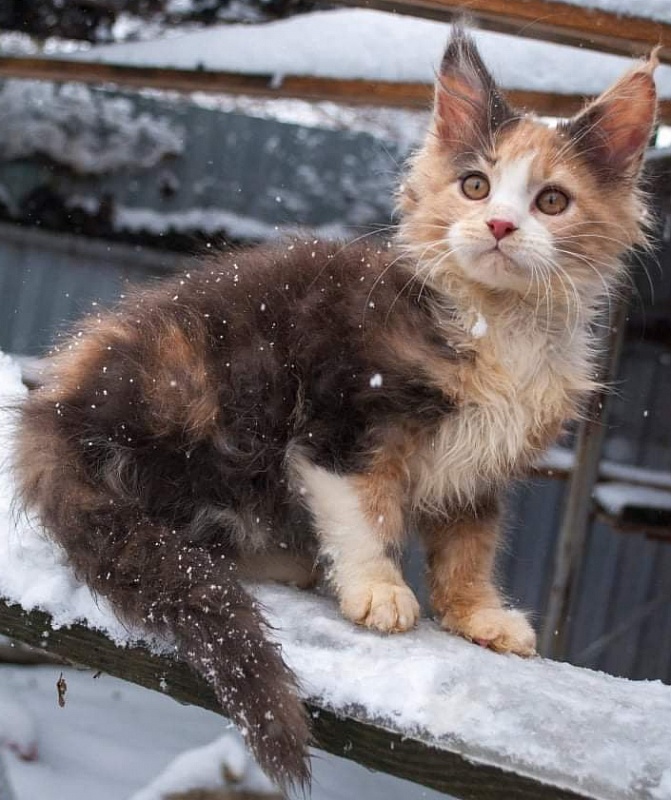 Gatto Fantastico Zlata - maine-coon