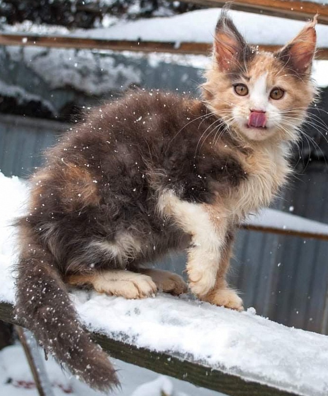 Gatto Fantastico Zlata - maine-coon