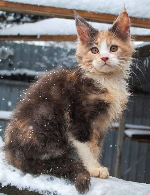Gatto Fantastico Zlata - maine-coon